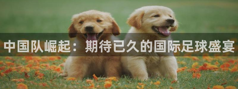 足球世界杯预选赛：中国队崛起：期待已久的国际足球盛宴